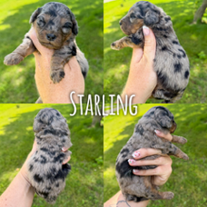 Starling  1